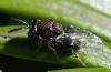 Perilampus ruficornis